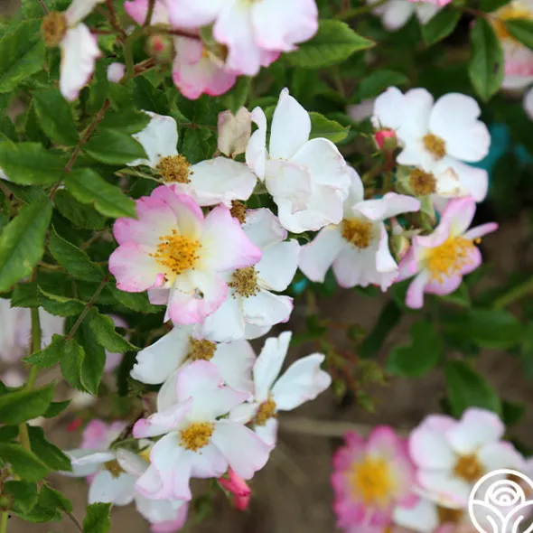 Heirloom Roses Dreaming™ Best