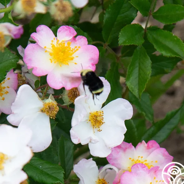 Heirloom Roses Dreaming™ Best