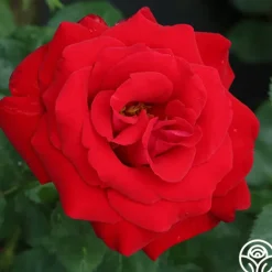 Heirloom Roses Drop Dead Red™ New