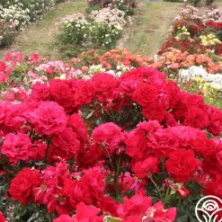 Heirloom Roses Drop Dead Red™ New