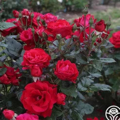 Heirloom Roses Drop Dead Red™ New