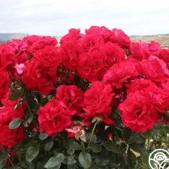 Heirloom Roses Drop Dead Red™ New