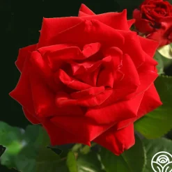 Heirloom Roses Drop Dead Red™ New