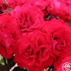 Heirloom Roses Drop Dead Red™ New