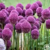 Heirloom Roses Drumstick Allium Discount