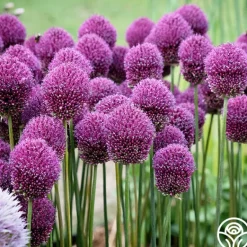 Heirloom Roses Drumstick Allium Discount