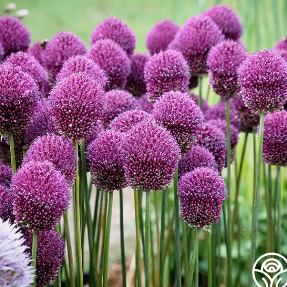 Heirloom Roses Drumstick Allium Discount