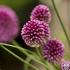 Heirloom Roses Drumstick Allium Discount