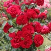 Heirloom Roses Dublin Bay® Online