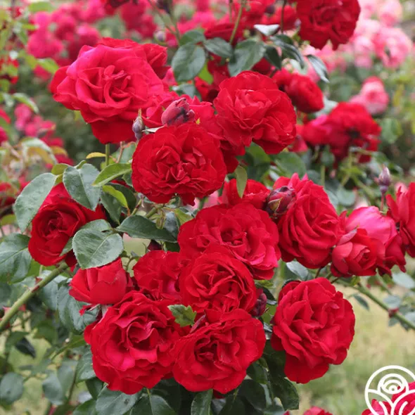 Heirloom Roses Dublin Bay® Online