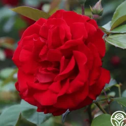 Heirloom Roses Dublin Bay® Online