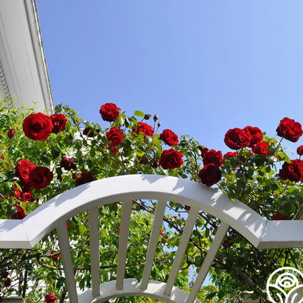 Heirloom Roses Dublin Bay® Online