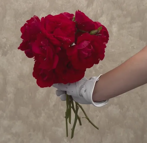 Heirloom Roses Dublin Bay® Online