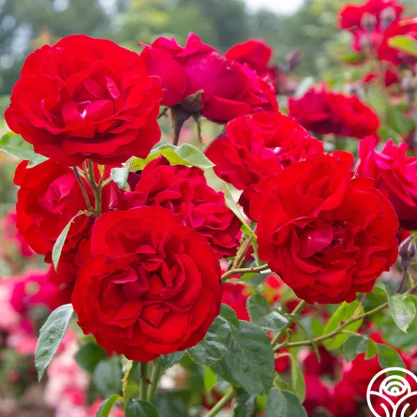 Heirloom Roses Dublin Bay® Online
