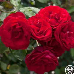 Heirloom Roses Dublin Bay® Online