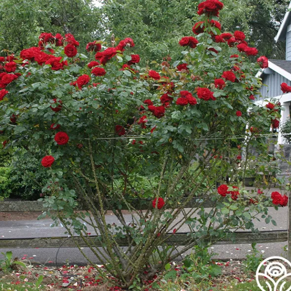 Heirloom Roses Dublin Bay® Online