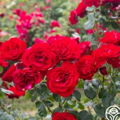 Heirloom Roses Dublin Bay® Online