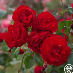 Heirloom Roses Dublin Bay® Online