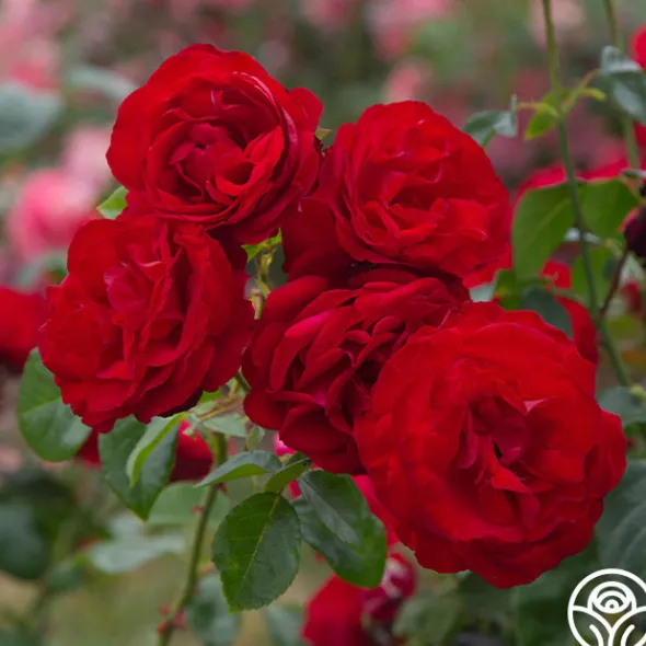 Heirloom Roses Dublin Bay® Online