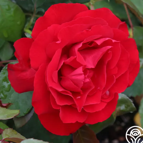 Heirloom Roses Dublin Bay® Online