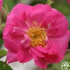 Heirloom Roses Duchess Of Portland New