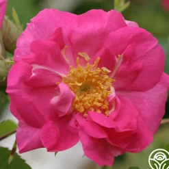 Heirloom Roses Duchess Of Portland New