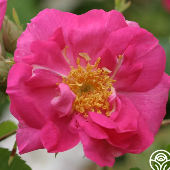 Heirloom Roses Duchess Of Portland New