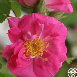 Heirloom Roses Duchess Of Portland New