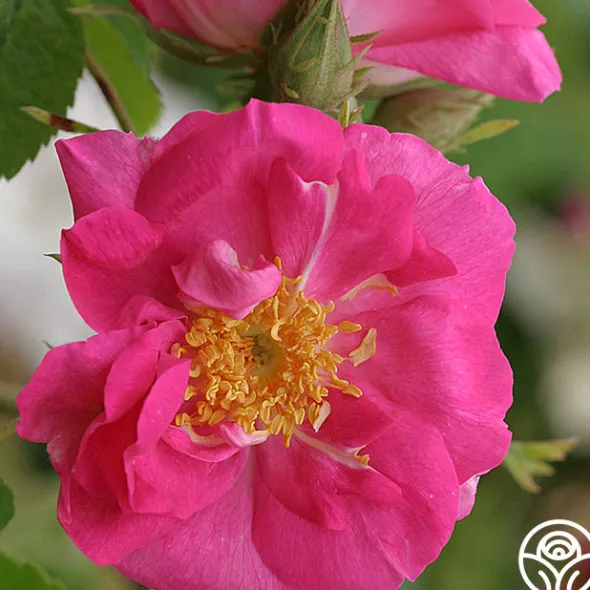 Heirloom Roses Duchess Of Portland New