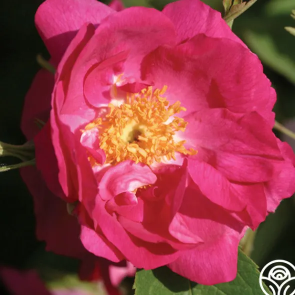 Heirloom Roses Duchess Of Portland New
