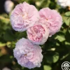 Heirloom Roses Duchesse de Montebello Sale