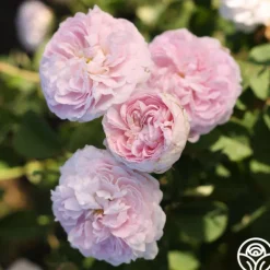Heirloom Roses Duchesse de Montebello Sale