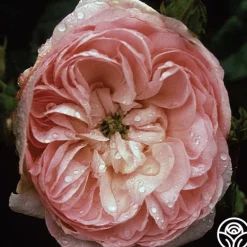 Heirloom Roses Duchesse de Montebello Sale