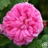 Heirloom Roses Duchesse de Rohan Best