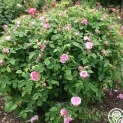 Heirloom Roses Duchesse de Rohan Best