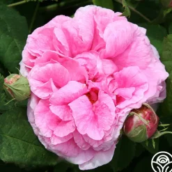 Heirloom Roses Duchesse de Rohan Best