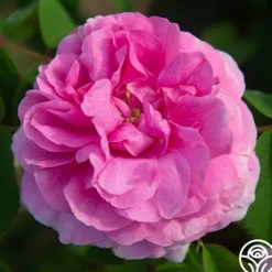 Heirloom Roses Duchesse de Rohan Best