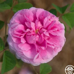 Heirloom Roses Duchesse de Rohan Best