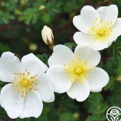 Heirloom Roses Dunwich Rose Best
