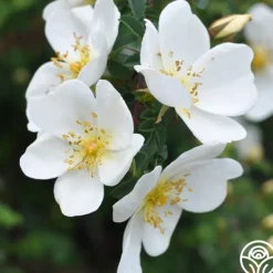 Heirloom Roses Dunwich Rose Best