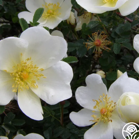 Heirloom Roses Dunwich Rose Best