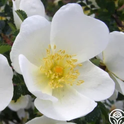 Heirloom Roses Dunwich Rose Best