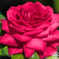 Heirloom Roses Dupuy Jamain Best