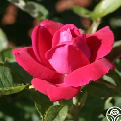 Heirloom Roses Dupuy Jamain Best