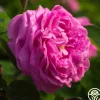 Heirloom Roses Dutch Provence Online
