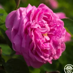 Heirloom Roses Dutch Provence Online