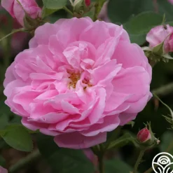 Heirloom Roses Dutch Provence Online