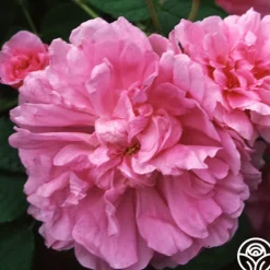Heirloom Roses Dutch Provence Online