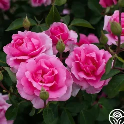 Heirloom Roses Earth Song Sale