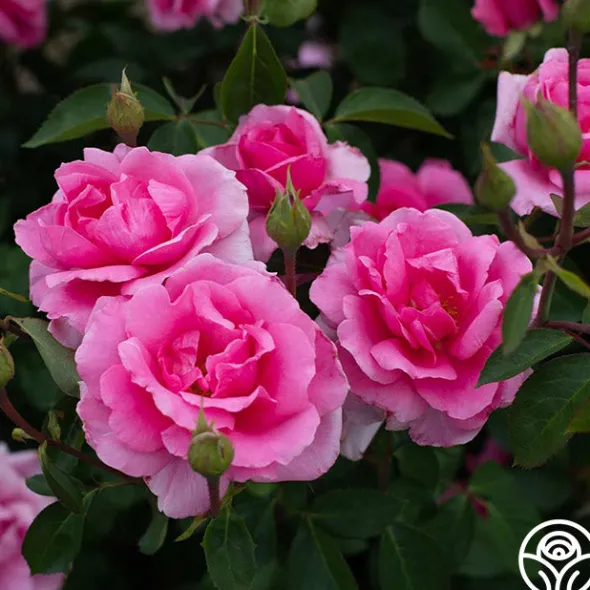 Heirloom Roses Earth Song Sale